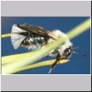 Stylops melittae - Faecherfluegler m22 5mm an Andrena vaga.jpg